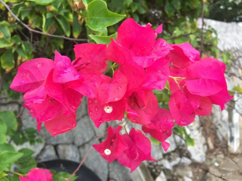 Bougainvillea