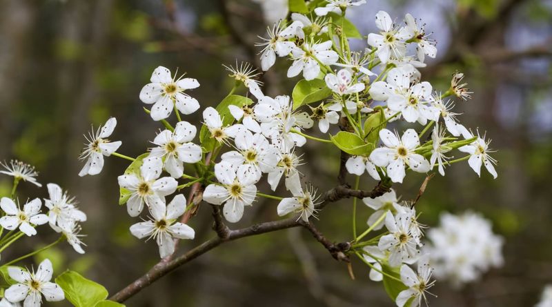 Bradford pear is the likely tree behind the replacement discussion