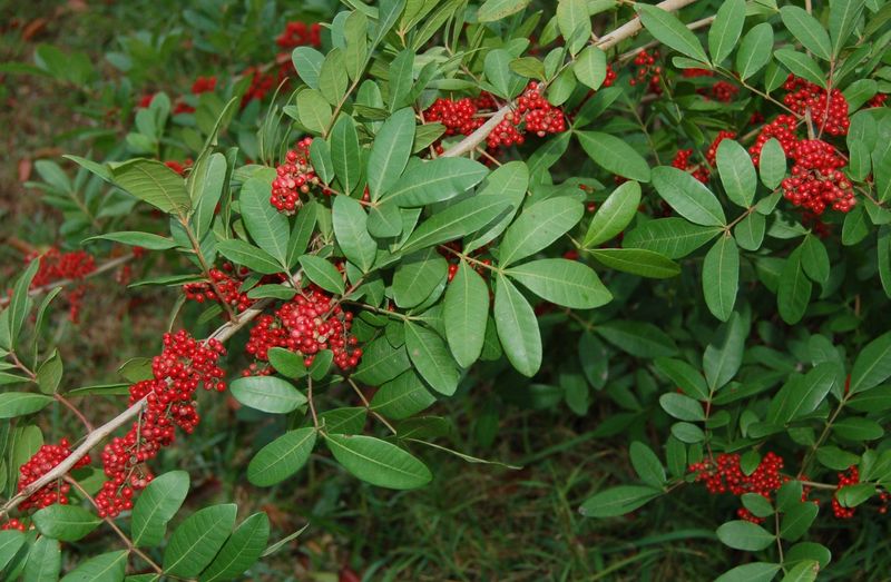 Brazilian Pepper Brazilian Pepper