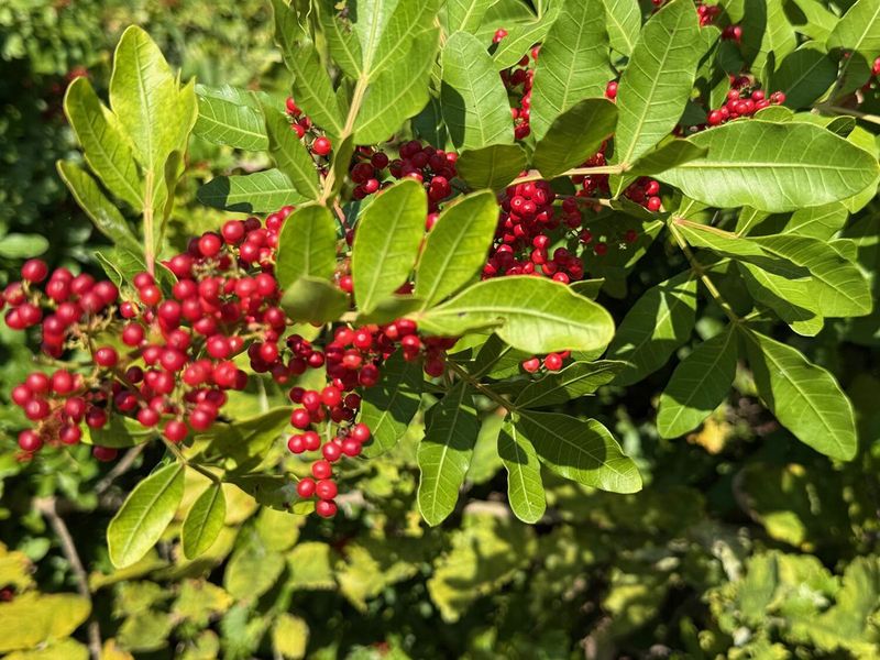 Brazilian Pepper