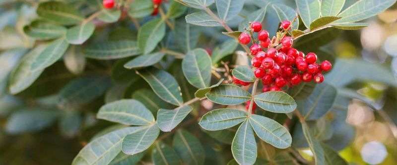 Brazilian Pepper