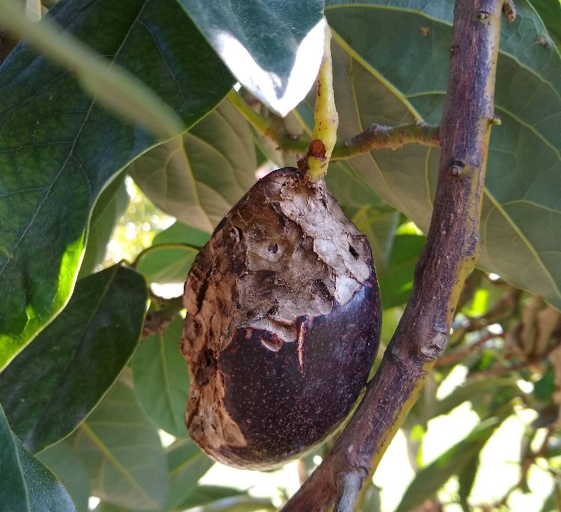 Break the canopy’s connections before rats reach the fruit