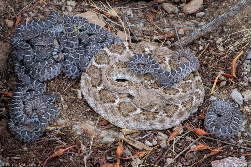 Breeding and births add possible movement factors