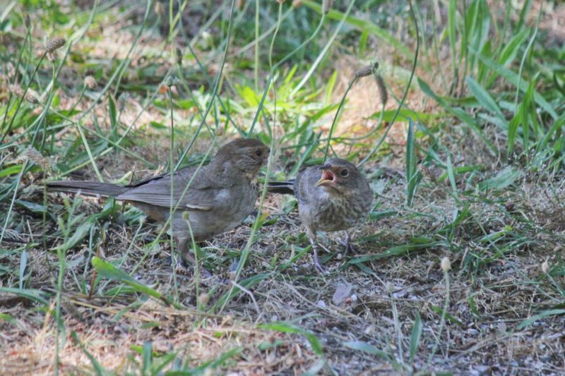 Breeding season makes insects more important Breeding season makes insects more important