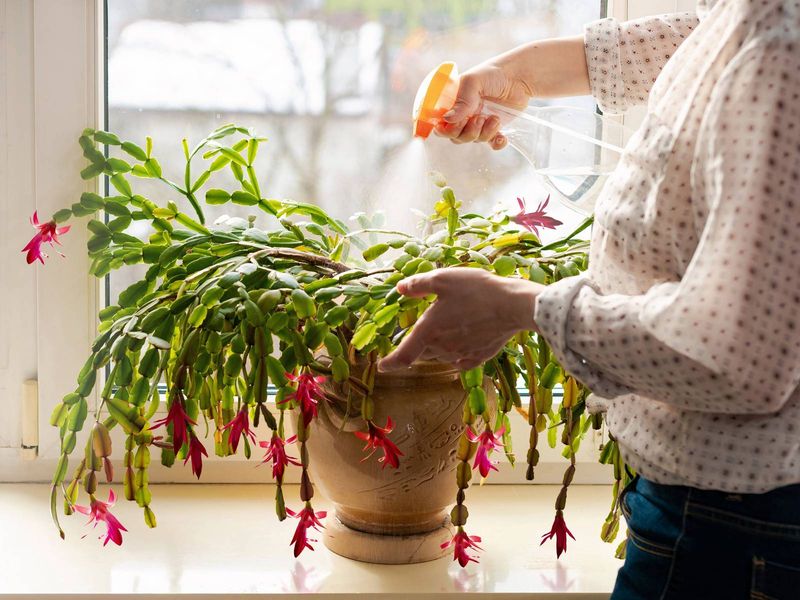 Bright filtered light suits holiday cacti