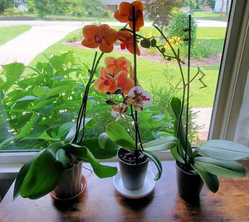 Bright, indirect light is a safer reset
