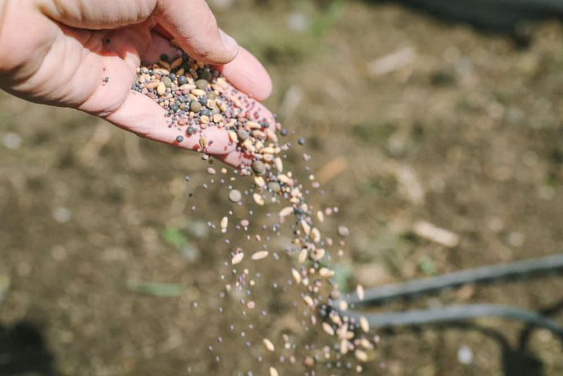 Broadcast and shallowly rake the seed Broadcast and shallowly rake the seed