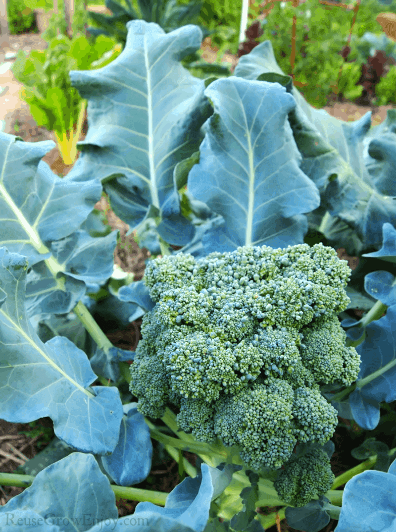 Broccoli and Cauliflower Broccoli and Cauliflower