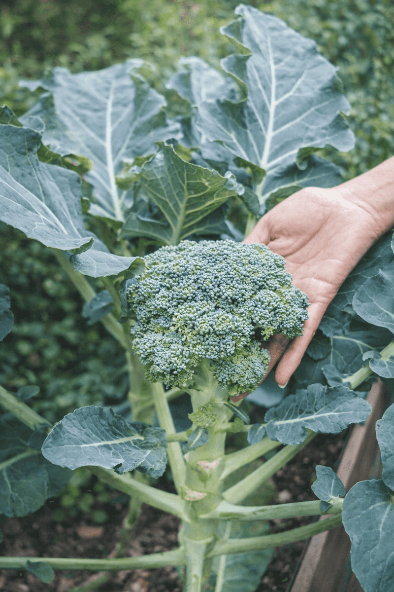 Broccoli needs a cool window, not indefinite cold