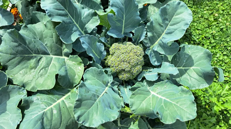 Broccoli