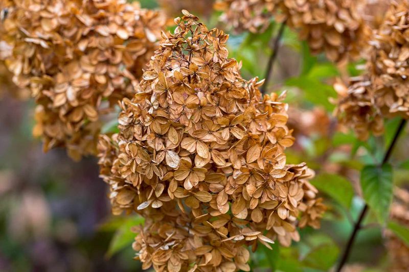 Brown blooms often mean the flowers are finishing, not that the plant is failing