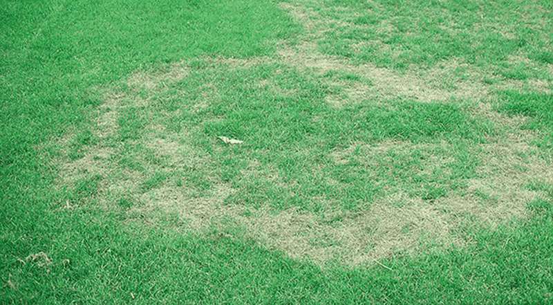 Brown grass can reflect drought, saturation, or another problem