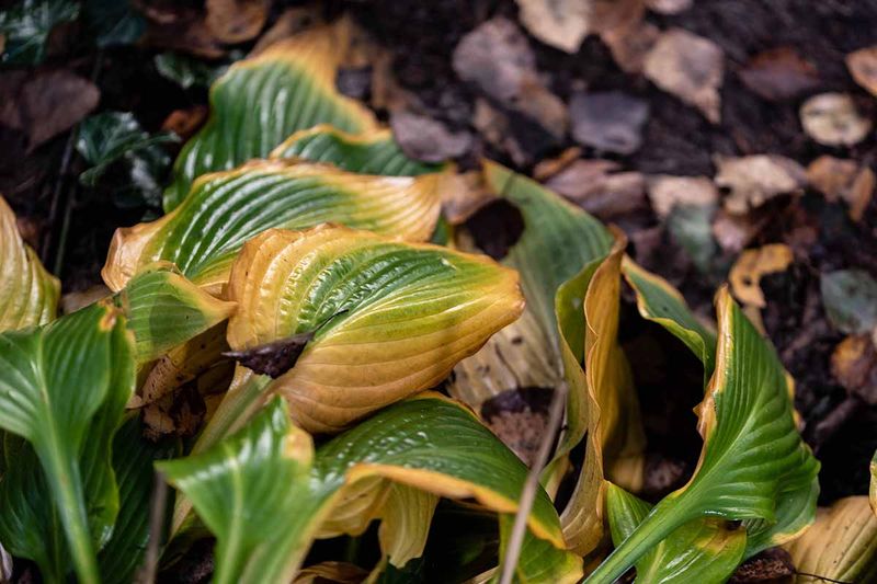 Brown leaves are not always a dormancy signal