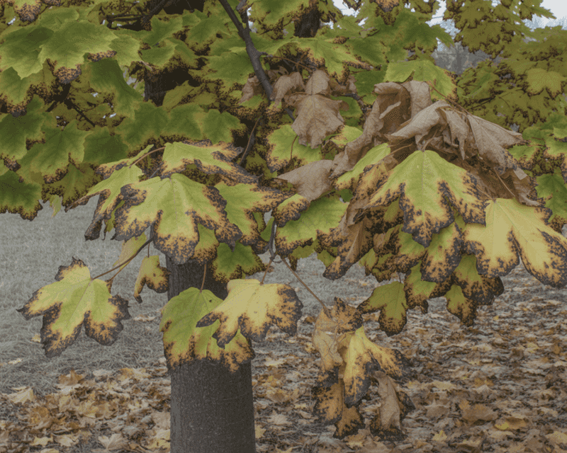 Brown margins and early leaf drop can signal water stress