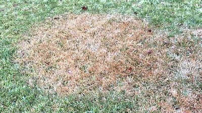 Brown patches call for inspection, not an automatic diagnosis