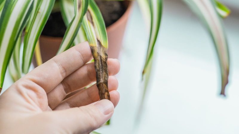 Brown tips can involve watering—but they do not prove underwatering