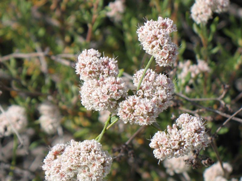 Buckwheat (Eriogonum fasciculatum)