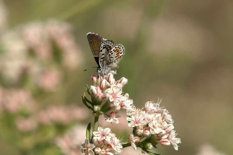 Buckwheat (Eriogonum)