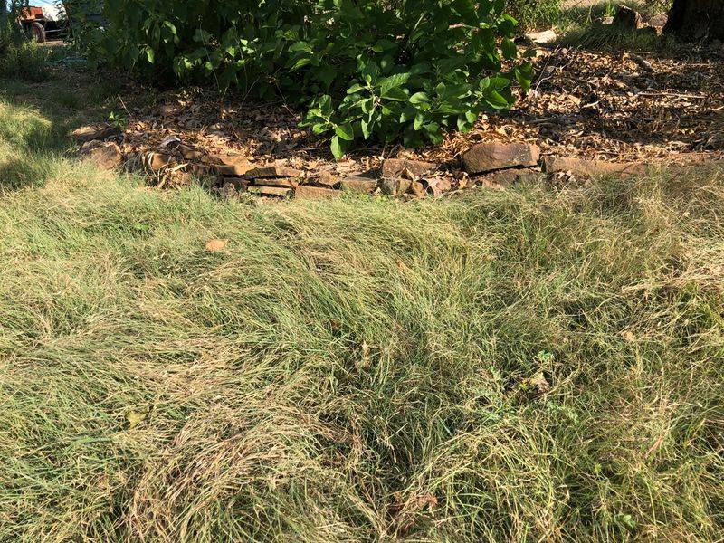 Buffalo grass is an option—not proof of a Bermuda-removal trend Buffalo grass is an option—not proof of a Bermuda-removal trend
