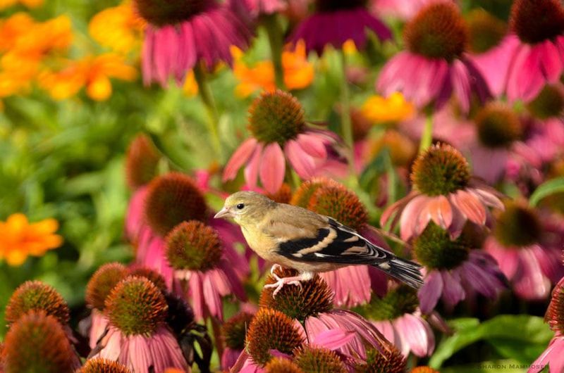 Build a Broader Goldfinch-Friendly Planting