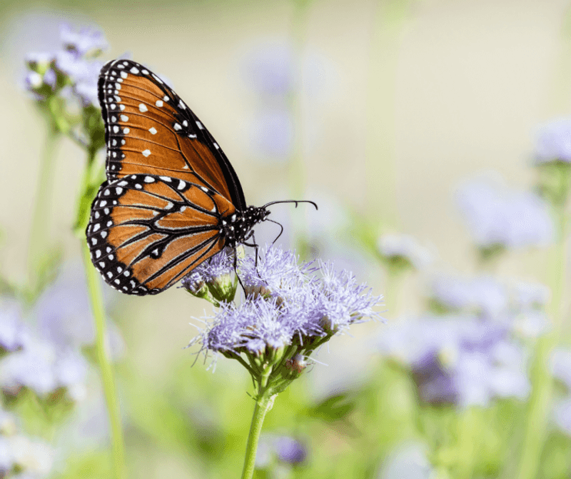 Build a Diverse Migration Garden Around It Build a Diverse Migration Garden Around It