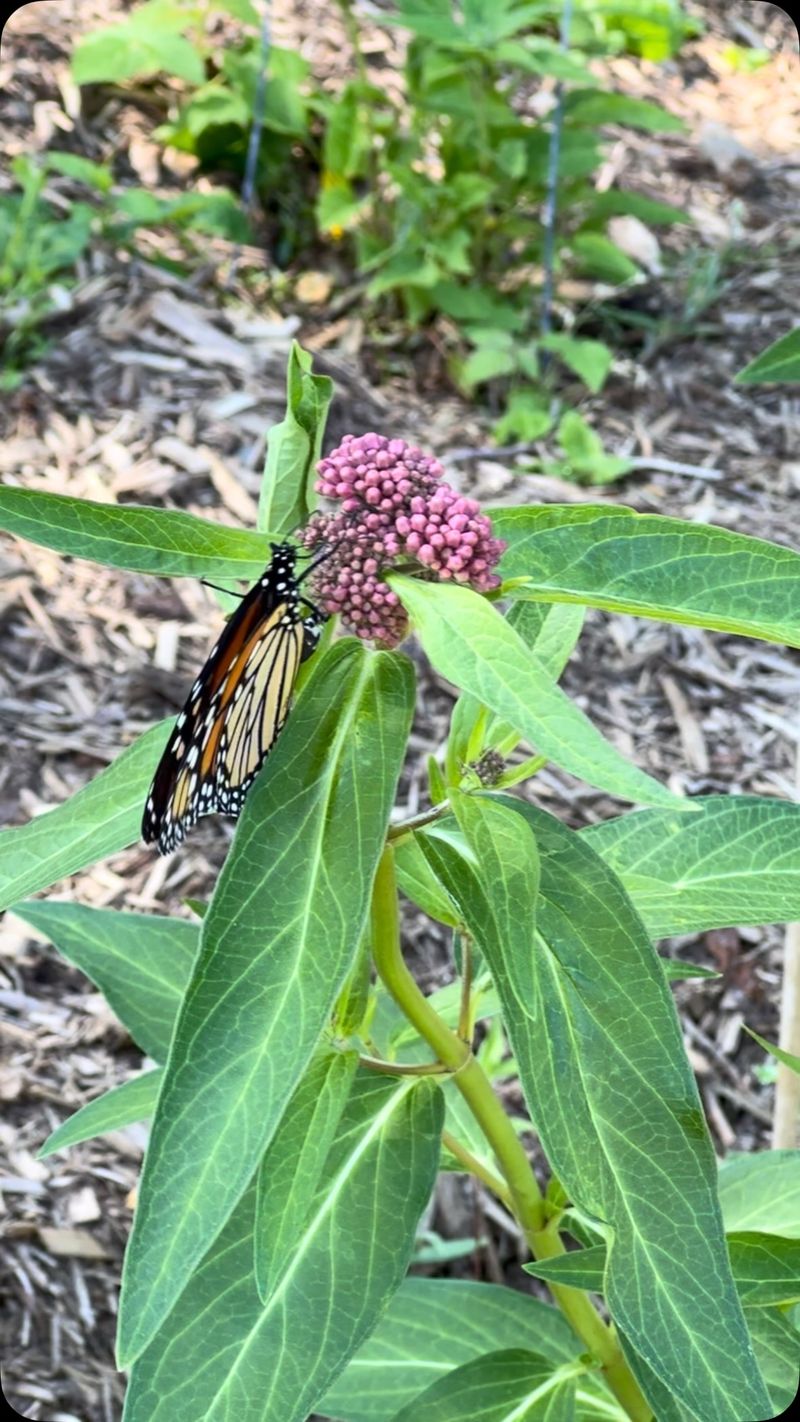 Build a Larger Habitat Around One Plant