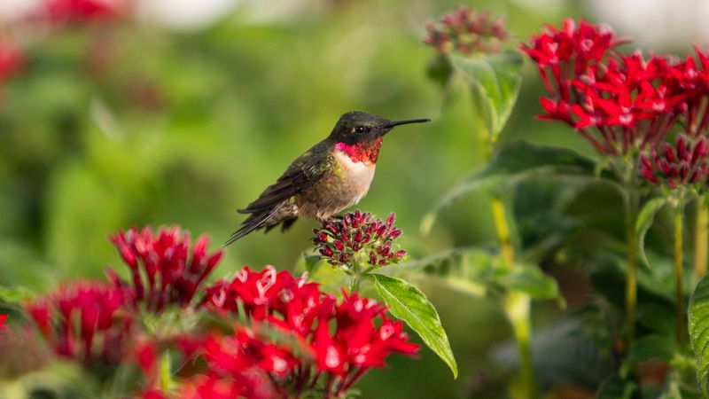 Build a Longer Blooming Season Around Firebush