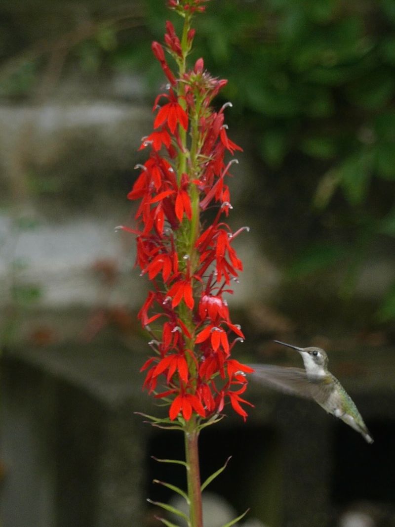 Build a bird-friendly feature, not a bird-magnet promise