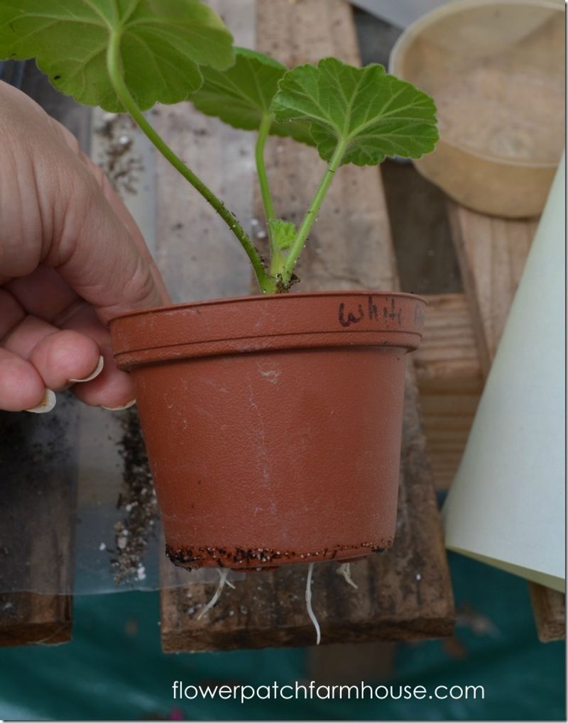 Build a clean, airy rooting setup