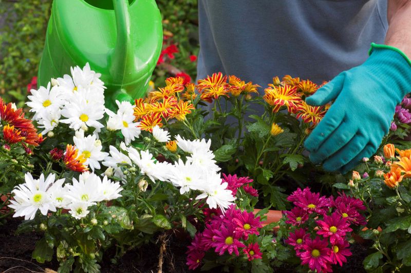 Build a container around shallow roots