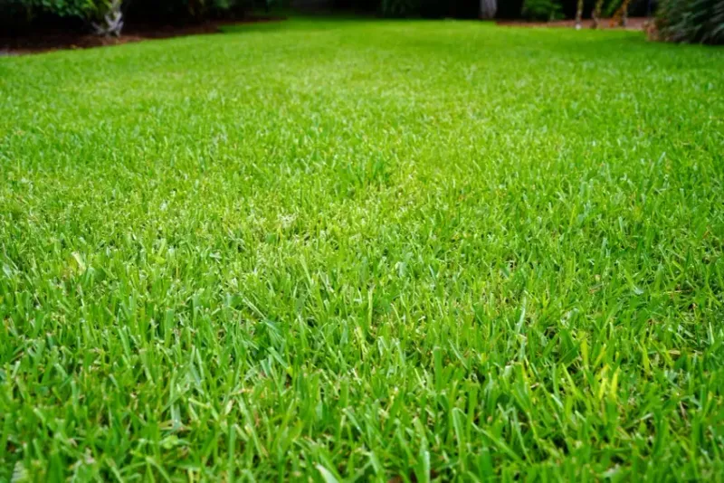 Build a dense canopy that competes with crabgrass Build a dense canopy that competes with crabgrass