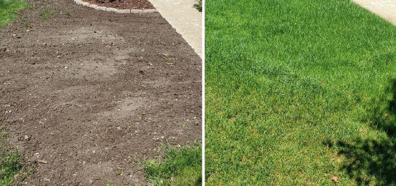 Build a dense lawn by fixing the conditions that thin it