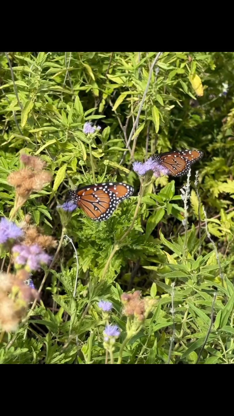 Build a late-season nectar succession around it Build a late-season nectar succession around it