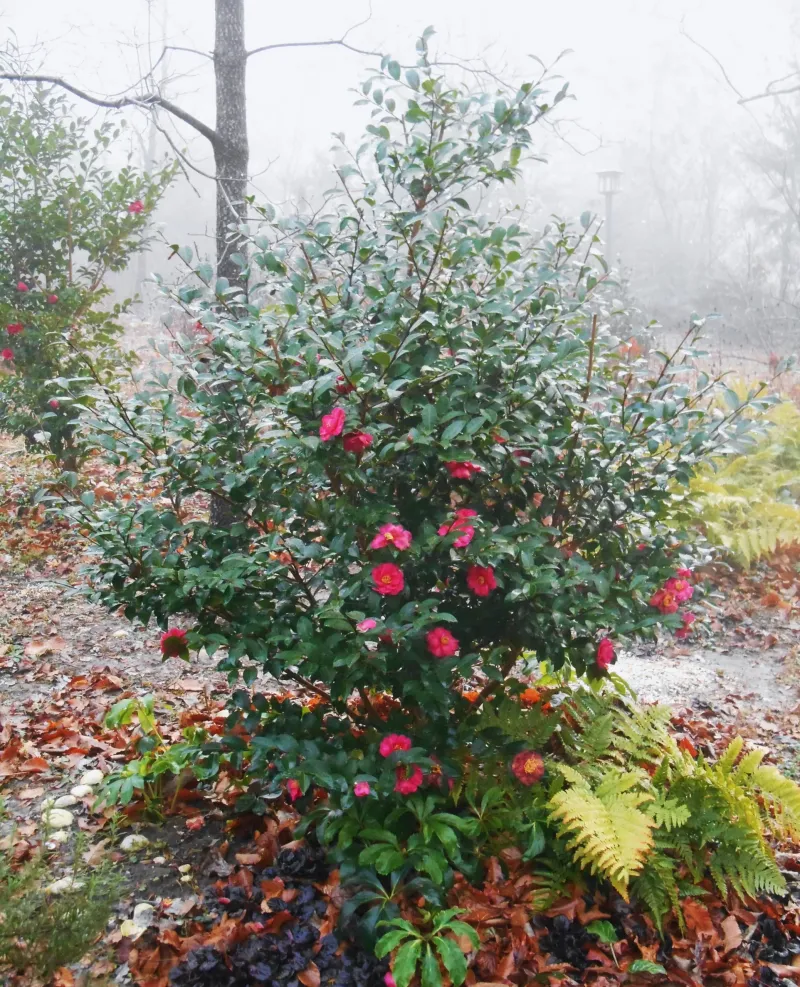 Build a longer display instead of chasing nonstop bloom