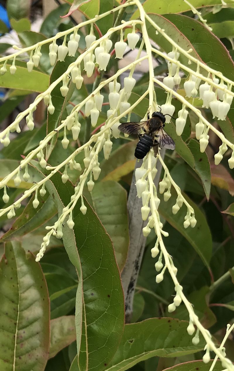 Build a pollinator sequence around sourwood’s summer bloom