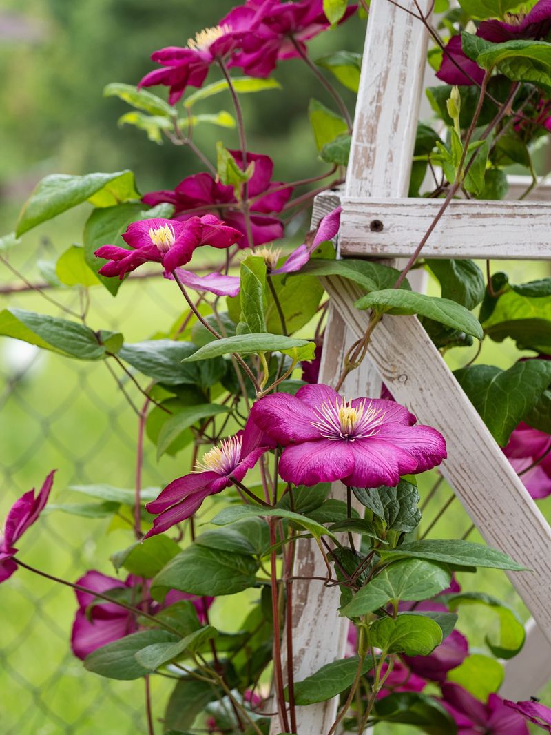 Build a pruning calendar around your clematis