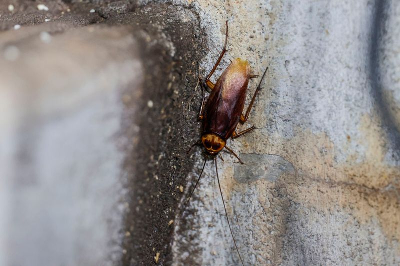 Build a real cockroach plan around the house