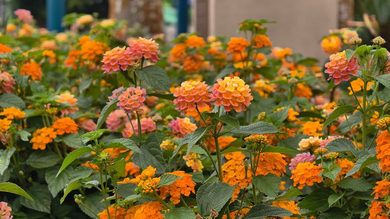Build a realistic routine for a fuller summer display