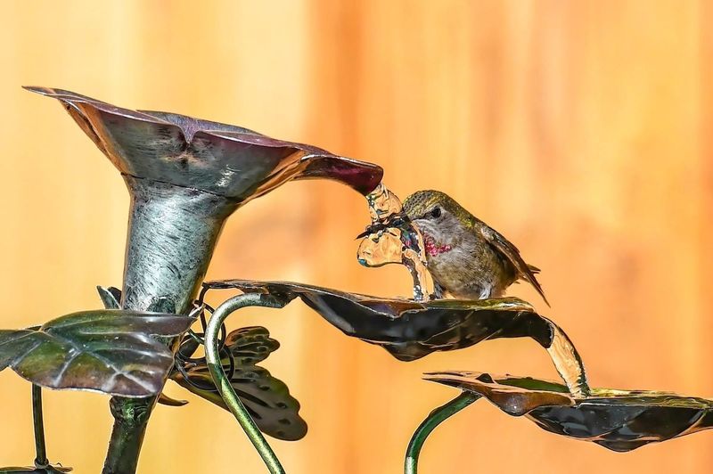 Build a weather-aware feeder routine Build a weather-aware feeder routine