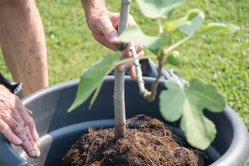 Build a well-drained home for the roots