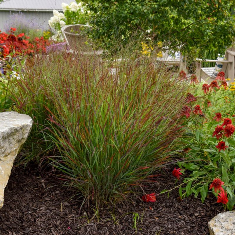 Build a wildlife-friendly yard without promising a flea-free one