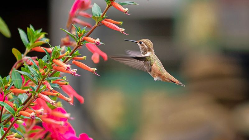 Build a yard that offers more than sugar water Build a yard that offers more than sugar water