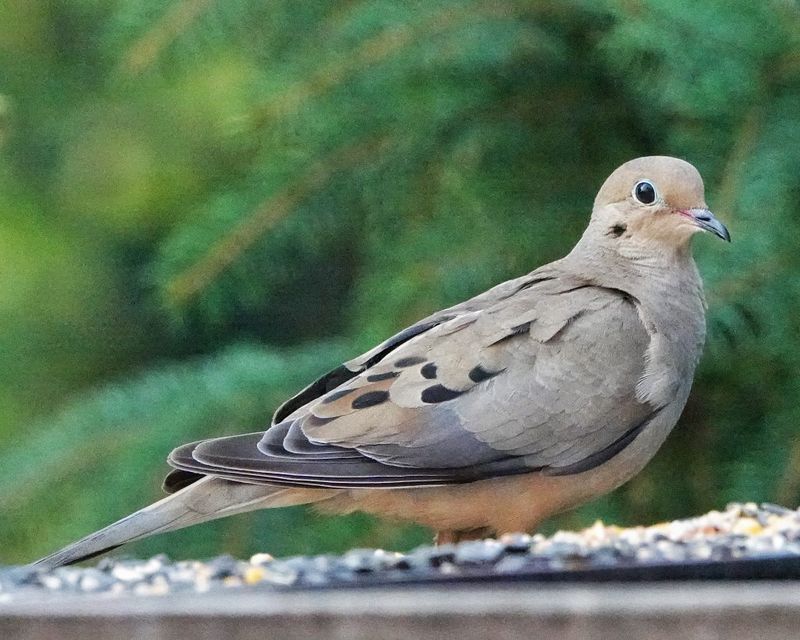Build an open-edged habitat, not a guaranteed dove magnet