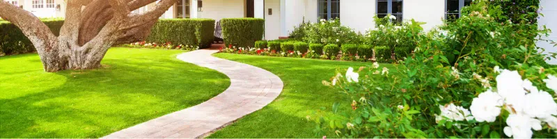 Build dense turf before treating weeds