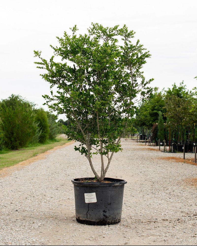Build drought tolerance with careful establishment watering Build drought tolerance with careful establishment watering