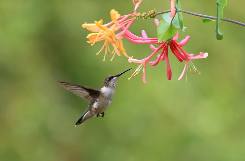 Build habitat beyond the feeder