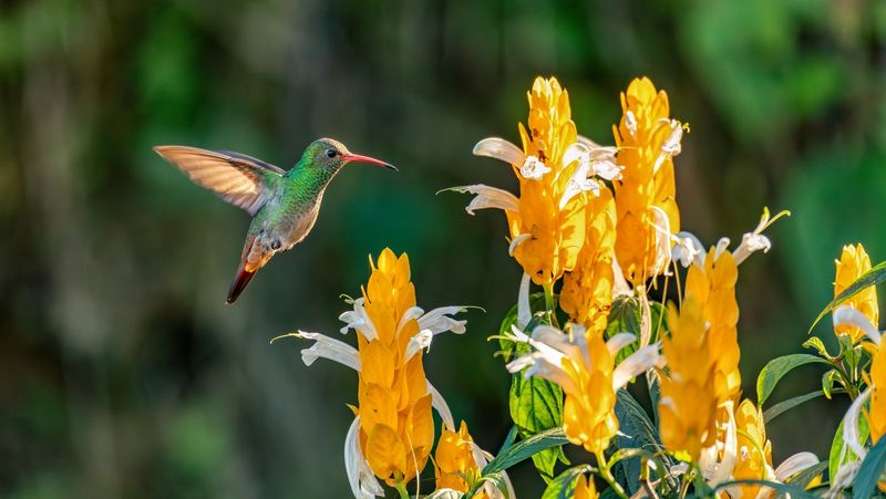 Build habitat that supplies nectar, insects, and shelter
