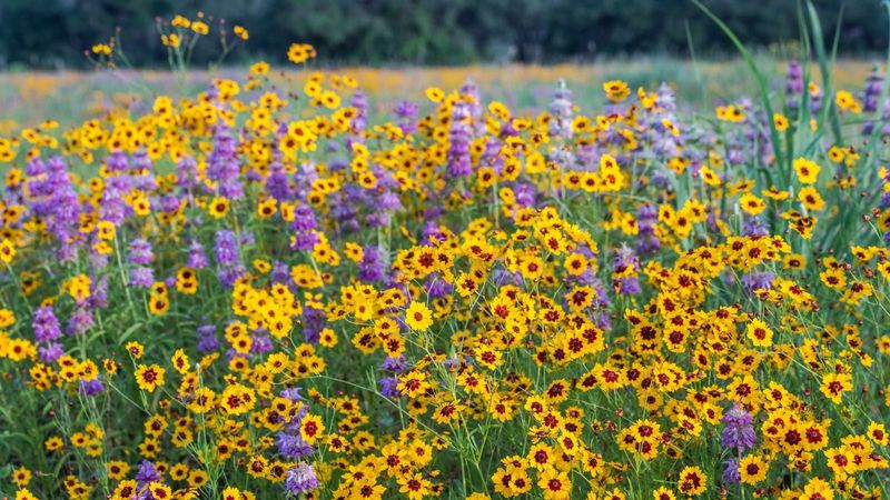 Build habitat with several plants and seasons Build habitat with several plants and seasons