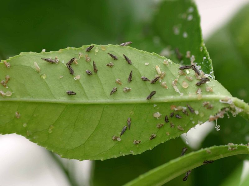 Build inspection and quarantine into routine citrus care Build inspection and quarantine into routine citrus care
