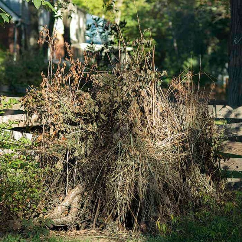 Build one intentional refuge instead of an overgrown yard Build one intentional refuge instead of an overgrown yard